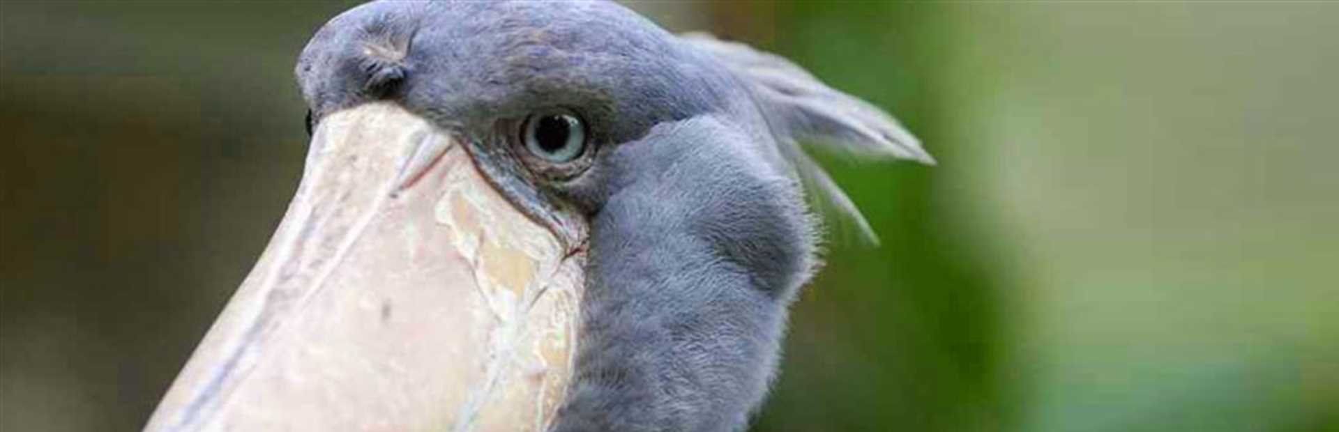 Zambia - Shoebill Safari